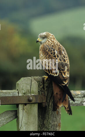 Red Kite prises de derrière à gauche pour ouvrir avec perché sur la queue ferme ancienne poster Banque D'Images