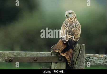 Red Kite pris par derrière avec le feu arrière rouge ouvrir retour sur épaule perché sur une vieille ferme poster Banque D'Images