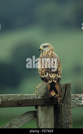 Red Kite prises de derrière à gauche de perché sur une vieille ferme poster Banque D'Images