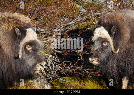 Boeuf musqué, Ovibos moschatus, dans le parc national de Dovrefjell, Dovre, la Norvège. Banque D'Images