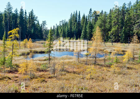 Le nord de l'Ontario Forest in autumn time Banque D'Images