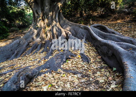 Racines d'un Moreton Bay Fig (Ficus macrophylla) Banque D'Images