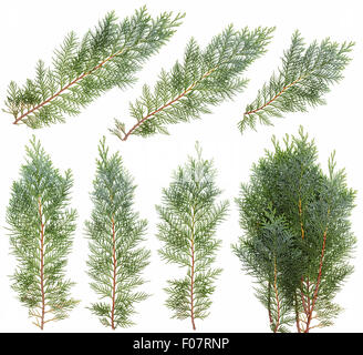 Les branches d'un pin juniper bleu ensemble isolé. Pour de vraies plantes pour Noël et Nouvel An collages Banque D'Images