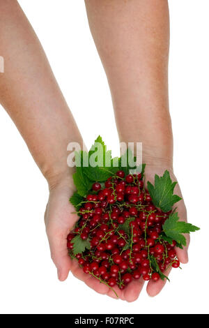 Le travailleur rural tient en main de fruits rouges pastek heap. Concept studio shot isolé Banque D'Images