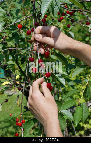 L'embauche d'immigrants travailleurs ruraux les mains sales tire une récolte des cerises douces mûres. Journée ensoleillée d'été Banque D'Images