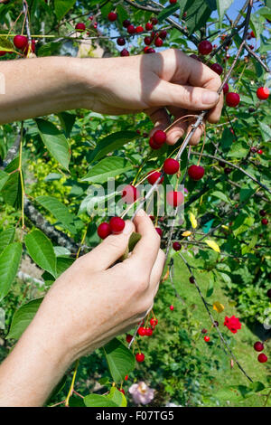 Le travailleur féminin rural loué les mains sales tire une récolte des cerises douces mûres. Journée ensoleillée d'été Banque D'Images