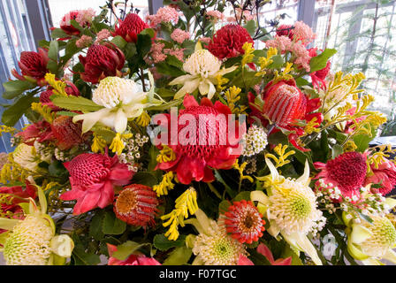 Assortiment de fleurs australiennes indigènes (Waratahs, Kangaroo Paws et Banksia) Banque D'Images