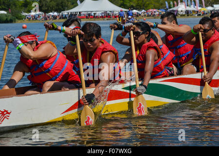 Queens, United States. 09Th Aug 2015. Les membres de l'équipage d'une équipe de bateau dragon pagaie leur bateau pendant une course. Les deux jours de 25e Hong Kong Dragon Boat Festival a eu lieu à Flushing Meadows-Corona Park. Credit : Albin Lohr-Jones/Pacific Press/Alamy Live News Banque D'Images