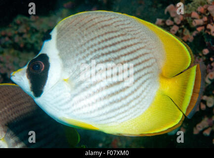 Papillons (Chaetodon adiergastos Panda) Banque D'Images