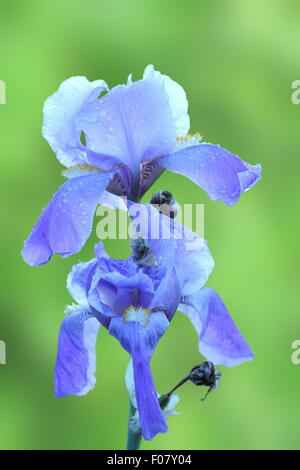 Purple flower ( iris iris germanica ) sur l'arrière-plan flou vert Banque D'Images