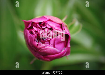 Libre d'une pivoine rose bud croissant dans le jardin Banque D'Images