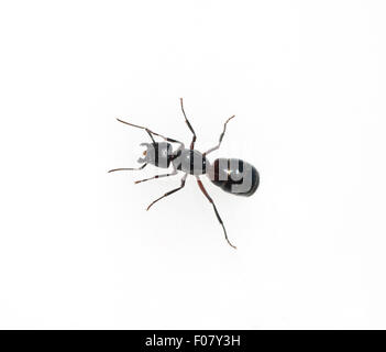 Rossameise Camponotus herculeanus Schwarze,, Banque D'Images