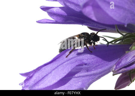 Wildbiene Loecherbiene Heriades truncorum, ; Banque D'Images