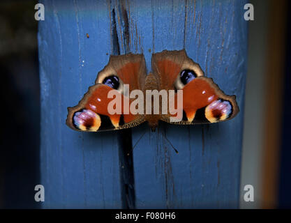 Peacock Butterfly. Thaxted, Essex, Angleterre. Août 2015 L'Peacock (Aglais io), plus communément connu simplement comme le CCEIP Banque D'Images