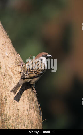 Tree Sparrow tiré de l'arrière regardant à droite perché sur le côté d'un vieux tronc de l'arbre debout Banque D'Images