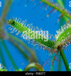 ; Drosera anglica, Sonnentau Banque D'Images