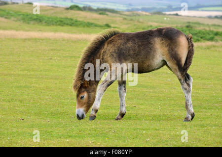 Poney Exmoor sur Kipscombe Hill, 1ère année d'Exmoor Banque D'Images