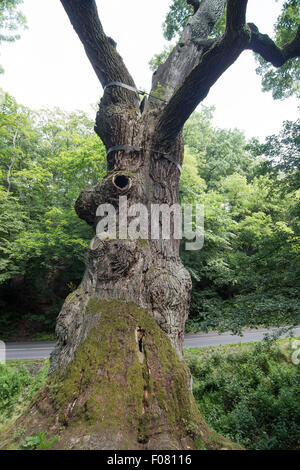 Image de l'arbre de chêne mémorable - chêne de 800 ans Banque D'Images