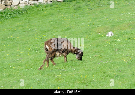 Moutons Soay sont une race d'sheeo (Ovis aries) est descendu dans la population de moutons sur l'île de Soay . Banque D'Images