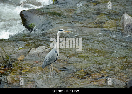 Héron cendré - Ardea cinerea dans East Lyn, Lynmouth, Devon Banque D'Images