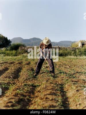 Agriculteur en chemise et hat travailler avec hoe en champ, Ibiza, Baléares, Espagne Banque D'Images