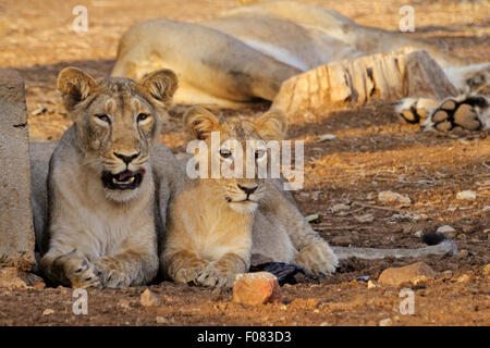 L'Asiatique juvénile lion (Panthera leo persica) au parc national de Gir, dans le Gujarat, Inde Banque D'Images