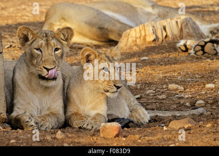 Asiatic lions (Panthera leo persica) au parc national de Gir, dans le Gujarat, Inde Banque D'Images