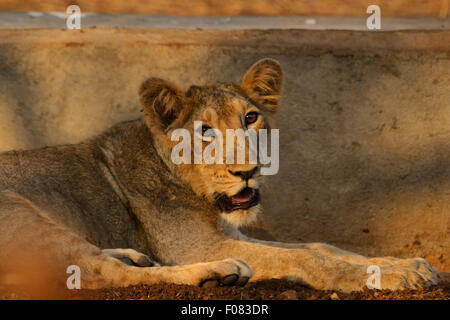 L'Asiatique juvénile lion (Panthera leo persica) au parc national de Gir, dans le Gujarat, Inde Banque D'Images