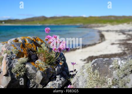 Fleurs sauvages pourpres et lichens qui poussent sur les rochers de la plage de Portnaluchaig, sur la côte ouest de l'Écosse. Banque D'Images