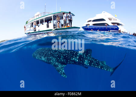 Les plongeurs en piscine avec Rhincodon typus, Ari Atoll, Maldives Banque D'Images