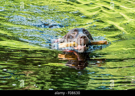 Labrador chocolat de natation avec un bâton dans sa bouche dans la rivière Wharfe à Bolton Abbey Estate Banque D'Images