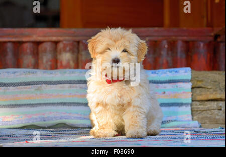 Beau chien chiot Bichon Havanais rouge Banque D'Images