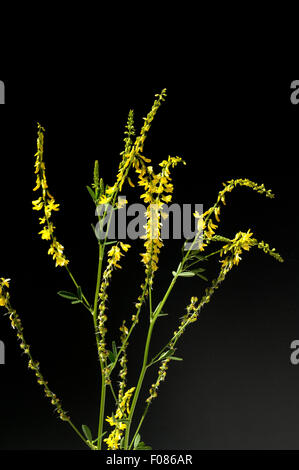 Steinklee ; Melilotus officinalis, ; Banque D'Images