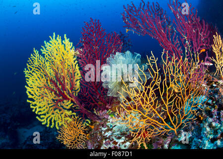 Gorgones variable dans les récifs coralliens, Paramuricea clavata, Massa Lubrense, Campanie, Italie Banque D'Images