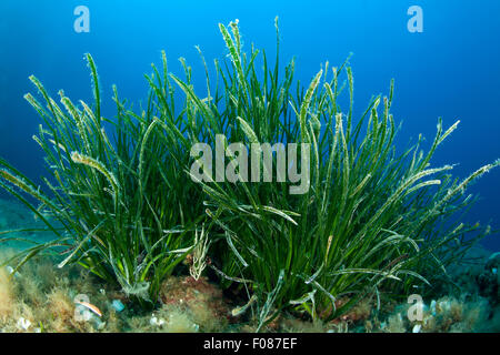 Les herbiers marins, Posidonia oceanica, Massa Lubrense, Campanie, Italie Banque D'Images