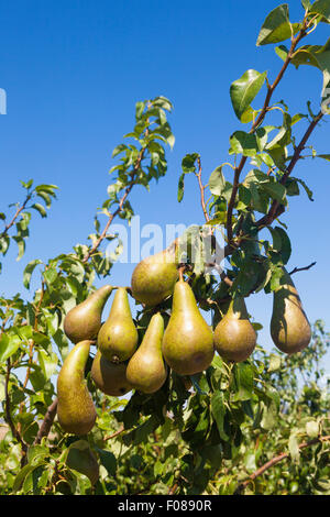 Maturation des poires sur les arbres dans un verger, Kent, UK. Banque D'Images