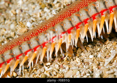 Détail de l'étoile de mer peigne rouge, Astropecten aranciacus, Sperlonga, Italie Banque D'Images