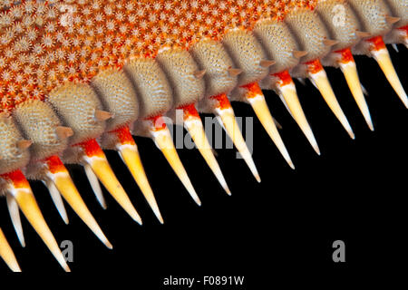 Détail de l'étoile de mer peigne rouge, Astropecten aranciacus, Sperlonga, Italie Banque D'Images
