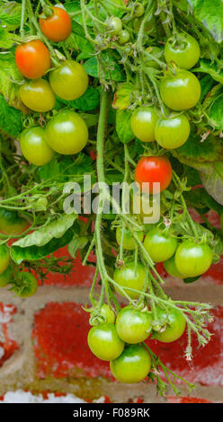 Tomato encore sur le plant de tomate qui attendent d'être cueillies, ou récoltés, pour manger Banque D'Images