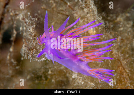 Nudibranche Flabellina Flabellina Violet, affinis, Ponza, Italie Banque D'Images