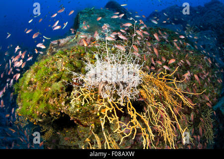 Panier Star sur jaune Seafan, Astrospartus mediterraneus, Eunicella cavolini, Sperlonga, Italie Banque D'Images