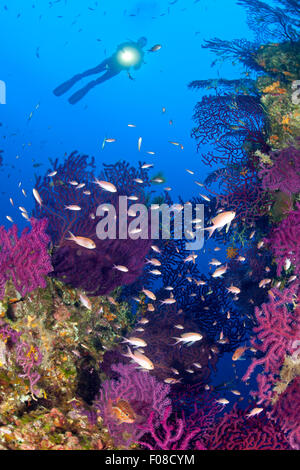 Gorgones Variable et Scuba Diver, Paramuricea clavata, Ustica, Italie Banque D'Images