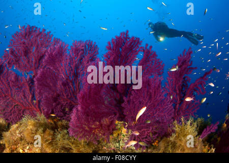 Gorgones Variable et Scuba Diver, Paramuricea clavata, Ustica, Italie Banque D'Images