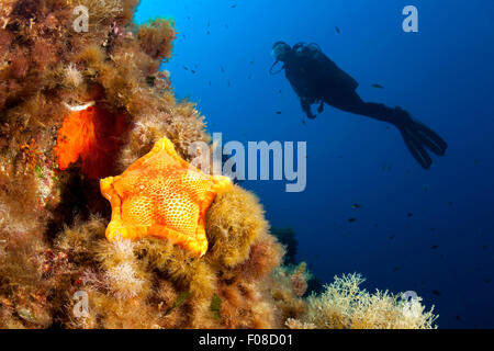 Penta Star dans les récifs coralliens, Peltaster placenta, Ustica, Italie Banque D'Images