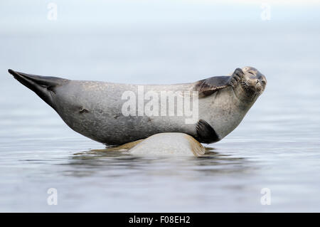 Phoque commun (Phoca vitulina, Svalbard, Norvège, de l'Arctique Banque D'Images