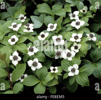 Teppichhartriegel, Cornus canadensis, Banque D'Images