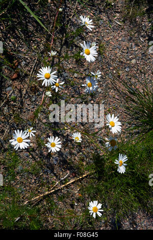 Tripleurospermum inodorum, matricaire inodore camomille, Finlande Banque D'Images