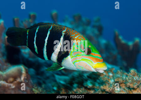 Thicklip bagués, Hemigymnus fasciatus, Russell Islands, Îles Salomon Banque D'Images