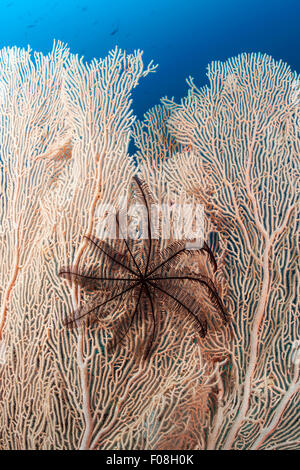 Crinoïde noire sur Seafan, Comantheria sp., Îles Salomon, îles de Floride Banque D'Images