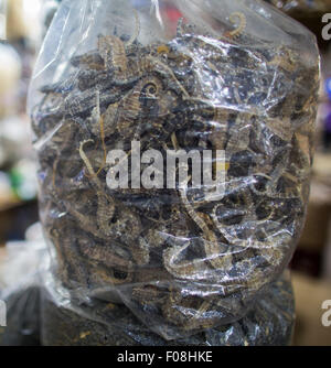 Les hippocampes en vente sur le marché au poisson de Hanoi, Vietnam Banque D'Images